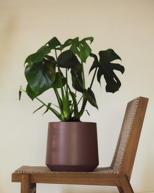 Calun maroon cement planter Ø 32cm